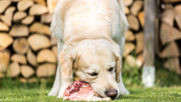 The results revealed by the Dutch researchers are shocking and prompt a number of questions. Picture: Fotolia, Phil-Stev The results revealed by the Dutch researchers are shocking and prompt a number of questions. Picture: Fotolia, Phil-Stev