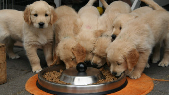 EU measures environmental footprint of dog and cat food