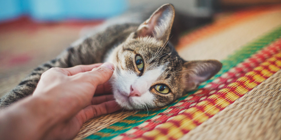 The number of cats in Italian households has increased disproportionately. 
