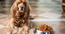 Mars flags early switch from puppy to adult diets