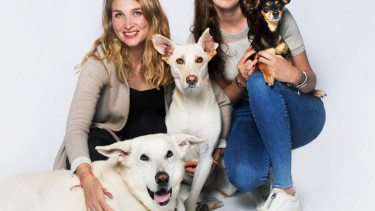 Vegan dog food as an alternative