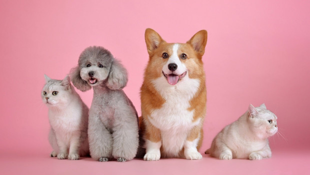 Over 115 exhibitors showcased the latest products for dogs, cats and other pets in Calgary.