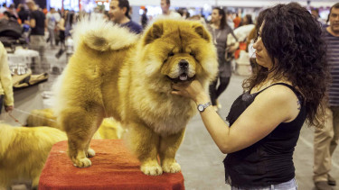 More than 15 000 dogs will come together in June
