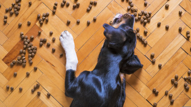 Nulo takes off in Italy