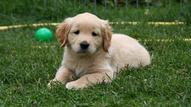 The increasing cost of living is affecting more and more British pet owners, according to the RSPCA charity. This is leading to a decreasing number of pets being rehomed.