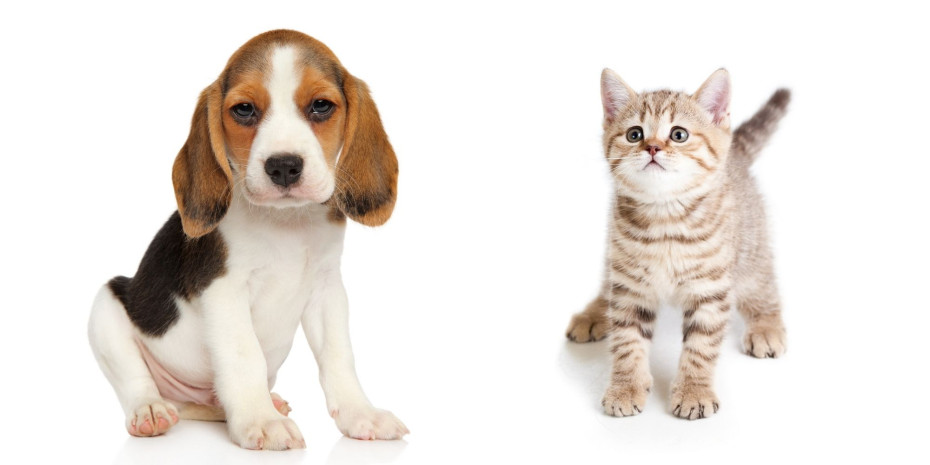 The start after birth is crucial for puppies and kittens to ensure a long and healthy life. 