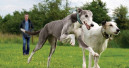Free food for greyhound and lurcher rescue centres 