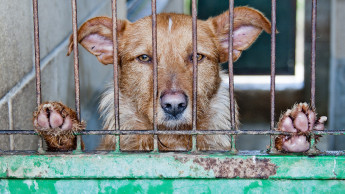 No more dog meat in South Korea