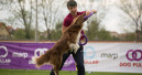 Dog Puller Championship 2020 to take place in Wroclaw