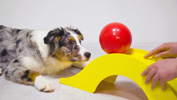 Snout golf is a new dog sport, introduced by Prins Petfoods.