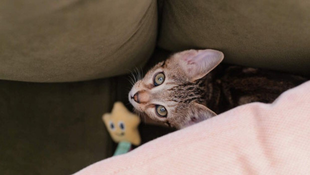 Arken Zoo’s new branch aims to establish itself as a hub for every stage of a pet’s life – whether you share your home with a dog, a cat or a small pet.