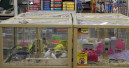 Ban on pet sales hanging over New York pet stores