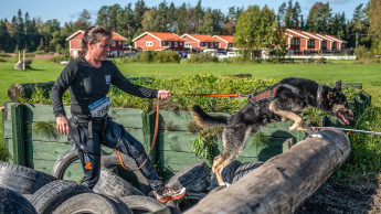 Dog obstacle racing sees strong growth