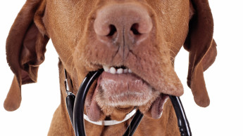 Pet medication market returns to form Pet medication market returns to form