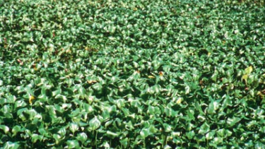 Green tide continues to pose headaches