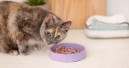 Arken Zoo opens new branch in Mariestad