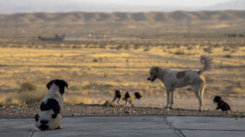 Tiendanimal actively campaigns against animal abandonment