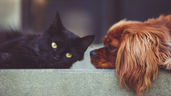 Mars Petcare creates database of dog and cat genomes