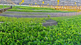 Dennerle separates business units Dennerle separates business units