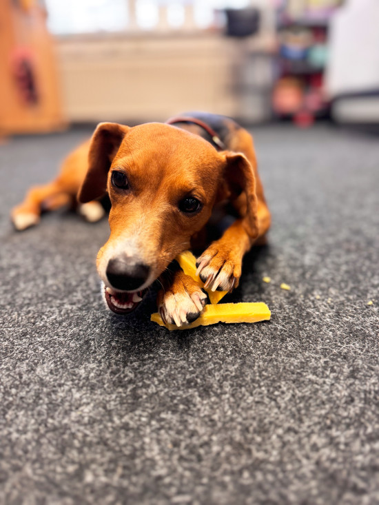 Pets Nature Pets Nature