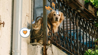 Getolo brings digital pet health insurance to Spain Getolo brings digital pet health insurance to Spain