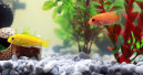 Aquariums in the ascendancy
