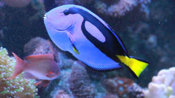 Megazoo stops the sale of royal blue tang fish 