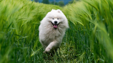 ADM shows: Animal health is a priority