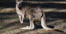 Hunters to harvest kangaroos for pet food