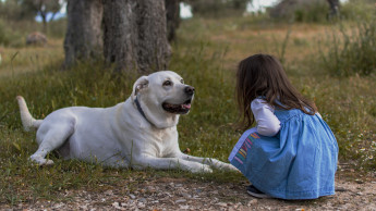 Animals to get full rights in Italy’s constitution 