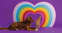 Lily's Kitchen celebrates Pride Month with a limited edition