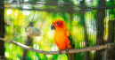 Call for a ban on breeding and selling parrots