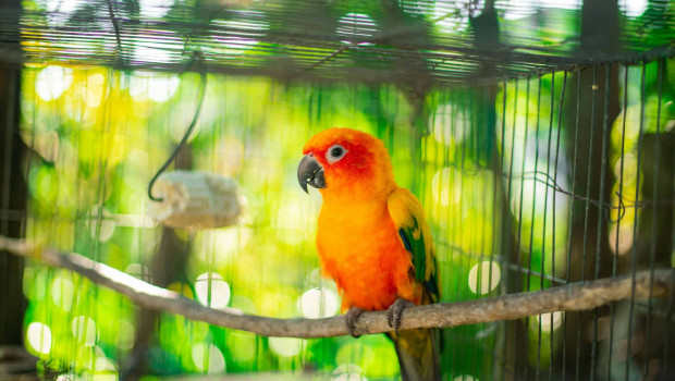 Parrots are not suitable as pets, according to the Austrian Animal Welfare Association.