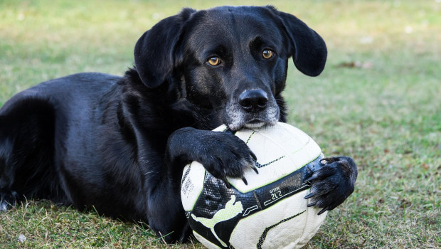 The partnership between Purina and Men in Blazers encompasses customised content and fan promotions, as well as a live, animal-friendly event in St. Louis.
