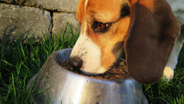 Ollie feeds dogs with food-grade ingredients.