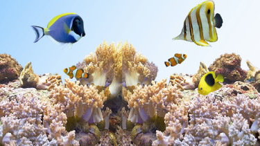 New report on pet population in the USA