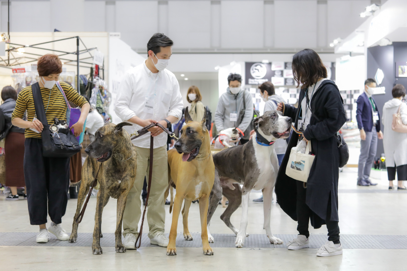 New pet households in Japan petworldwide