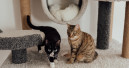 Cat owning under scrutiny