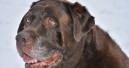 FEDIAF: key information about the nutritional needs of older dogs