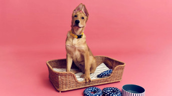 Ikea UK supports animal welfare initiative