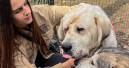 Ukraine: attack destroys pet food for 1,200 shelter animals